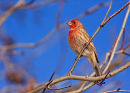 Roselin familier mâle en hiver