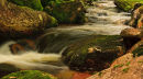 Ruisseau en sous-bois