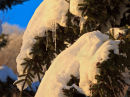Sapin enneigé au couchant