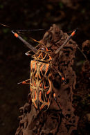 Scarabée harlequin