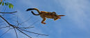Singes-écureuil femelle et juvénile en saut