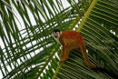 Singe-écureuil sur une palme géante