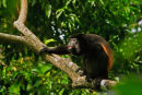 Singe hurleur assis sur une branche