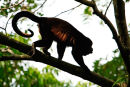 Singe hurleur à contrejour
