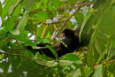 Singe hurleur mangeant des feuilles