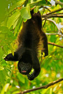 Singe hurleur suspendu par la queue