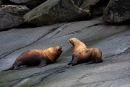 Lions de mer de Steller