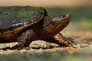 Tortue serpentine traversant un sentier