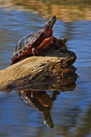 Tortue peinte