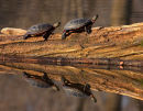 Quatuor de tortues peintes 