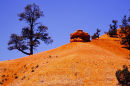 Red Canyon - Dixie National Forest, Utah