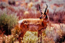 Antilope Pronghorn - San Rafael Reef, Utah