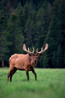 Wapiti - Rocky Mountain NP, Colorado