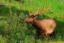 Wapiti mâle broutant