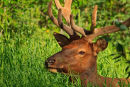 Wapiti mâle au repos