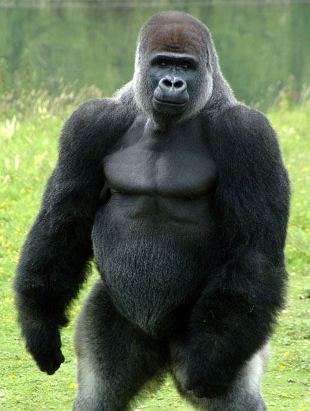 Gorilla stands tall