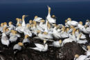 Gannets, Bass Rock