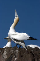 Gannet displaying, Bass Rock.
