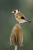 Goldfinch on teasel