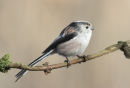 Long Tailed Tit