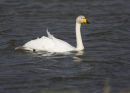 Whooper Swan
