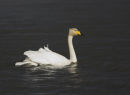 Whooper Swan