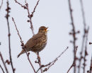 Song Thrush singing at the bottom of our garden