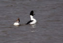Goldeneye courtship display