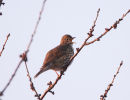 Song Thrush