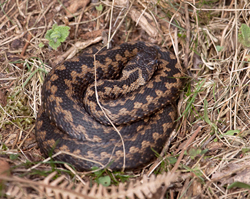 Adder