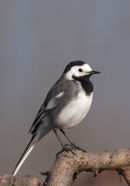 Pied wagtail