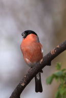 Male Bullfinch