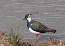 Lapwing