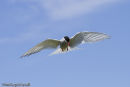 Arctic Tern