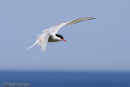 Arctic Tern