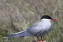 Arctic Tern