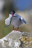 Arctic Tern with sand eel