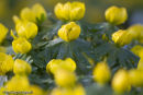 Aconites