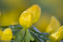Aconites
