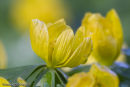 Aconites