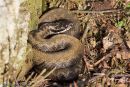 Adder