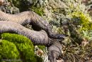 Adder