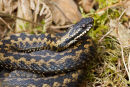 Adder