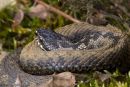 Adder