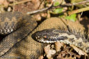 Adder