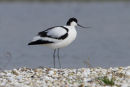 Avocet