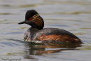 Black-necked Grebe