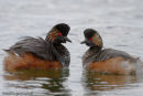 Black-necked Grebes