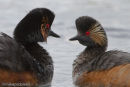 Black-necked Grebes