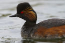 Black-necked Grebe
